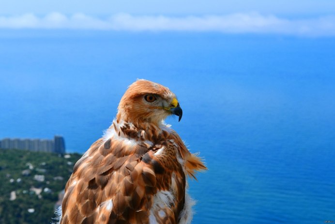 Степной Орел