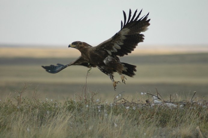 Степной орёл (Aquila nipalensis