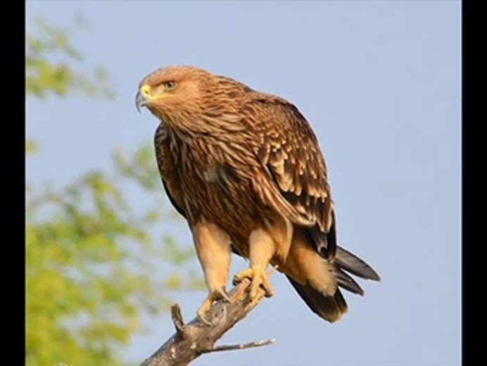 Орел Степняк