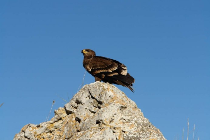 Степной Орел Оренбургской области