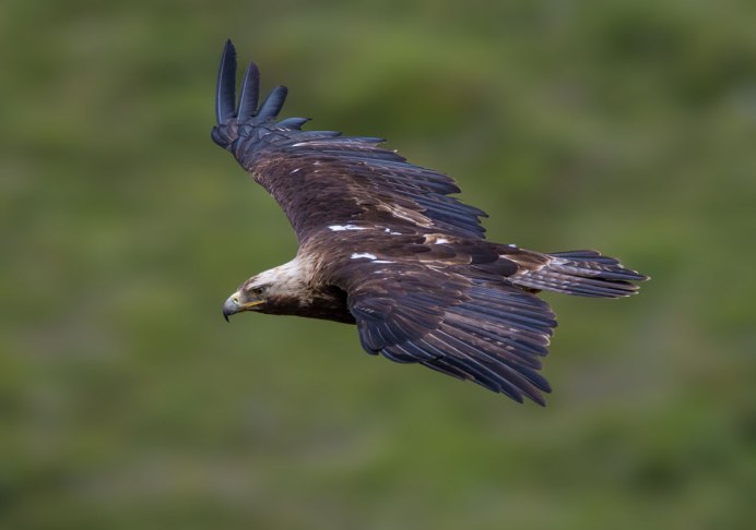 Степной Орел Крыма