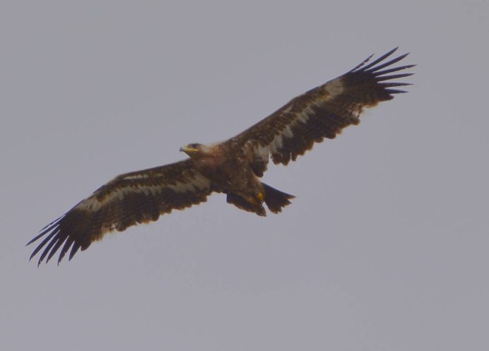 Птица разорвана из за хищника