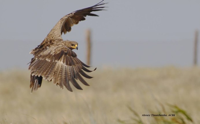 Степной Орел Волгоградской области