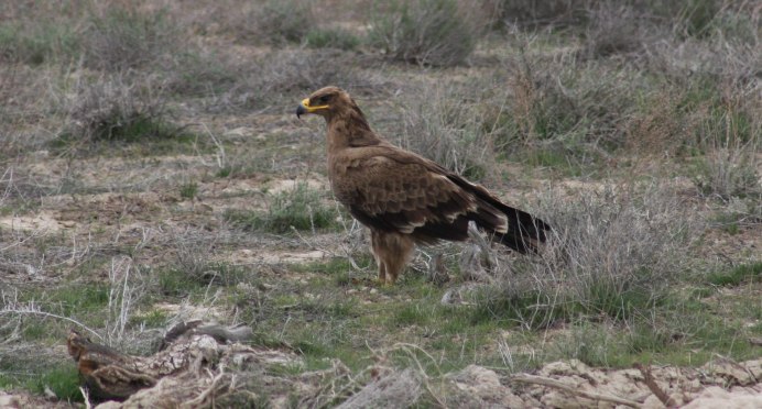 Птицы горного Крыма