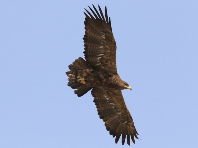 Степной Орел птица