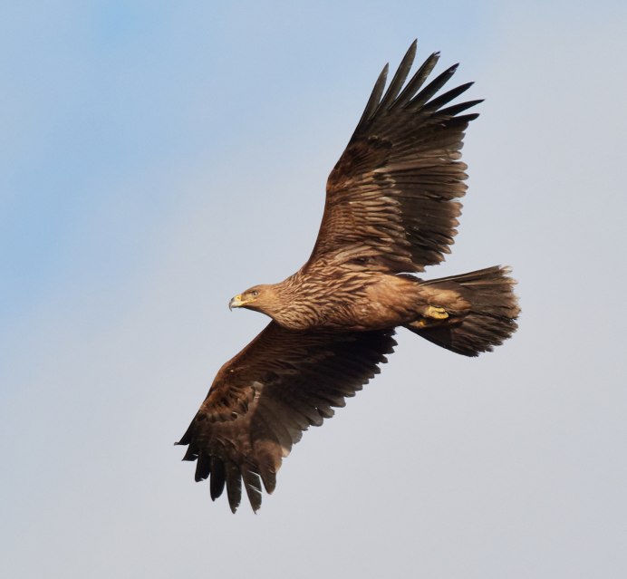 Крымский Степной Орел