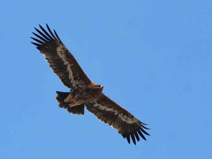 Кавказский Кавказ белоголовый СИП