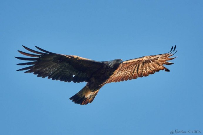 Восточно Сибирский Беркут