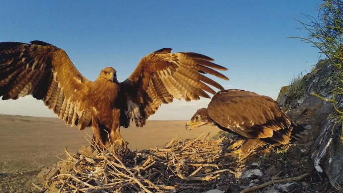 Крымский Степной Орел