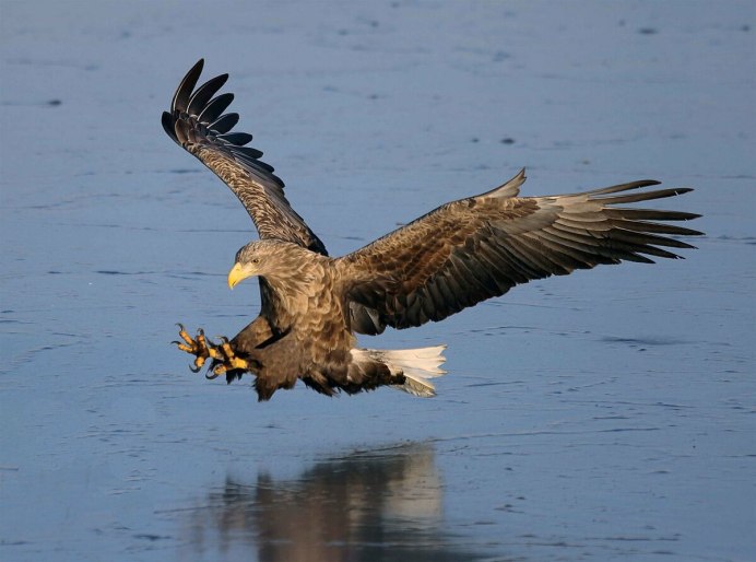 Степной сизый Орел