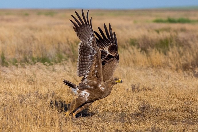 Aquila chrysaetos Linnaeus, 1758
