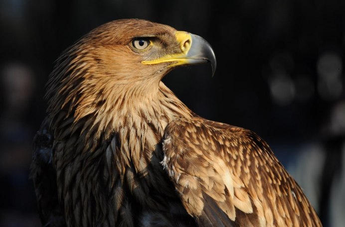 Животные степи Степной Орел