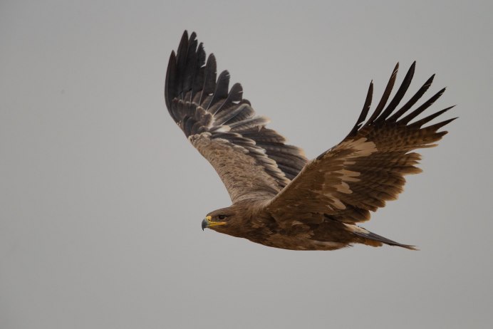 Горный Орел Крыма