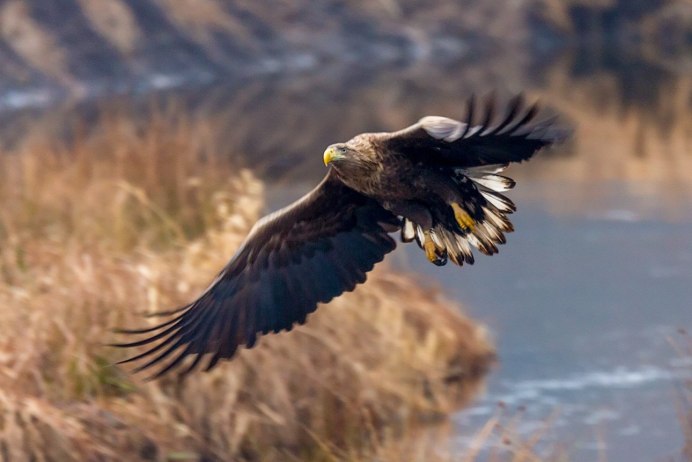 Море, Чайки