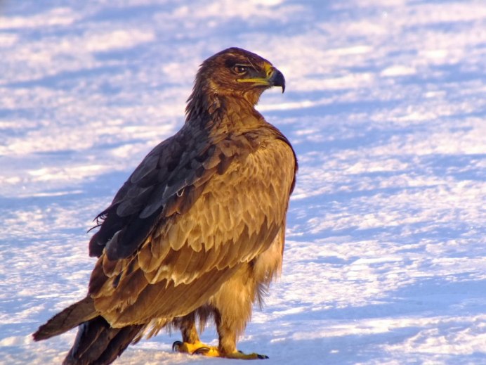 Канюк, пустельга, Лунь