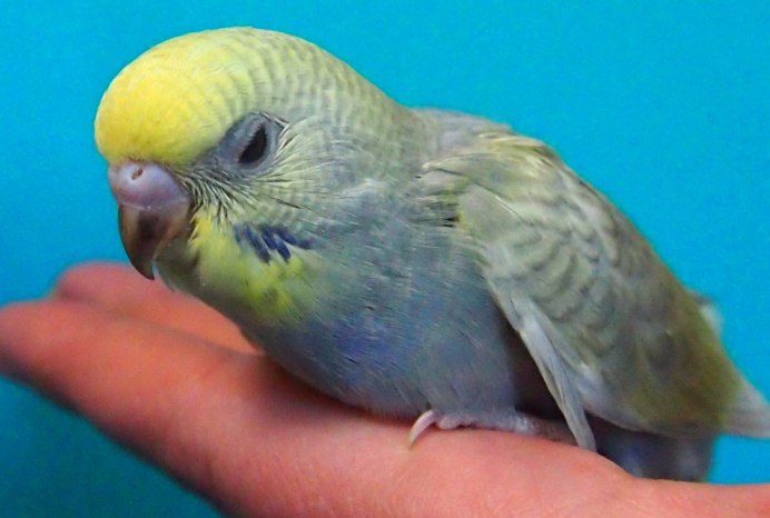 Волнистый попугай