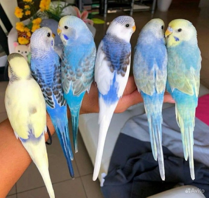 Розовый волнистый попугайчик