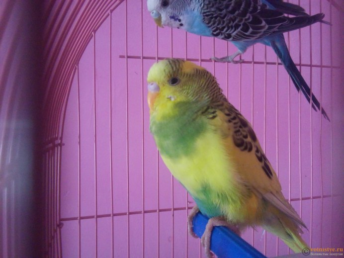 Волнистик Арлекин фиолетовый