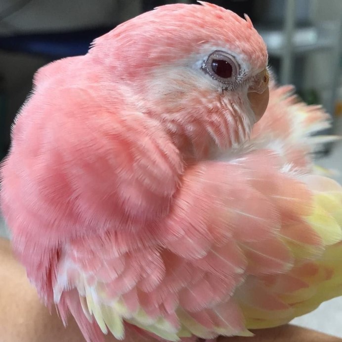 Волнистый попугай розовый