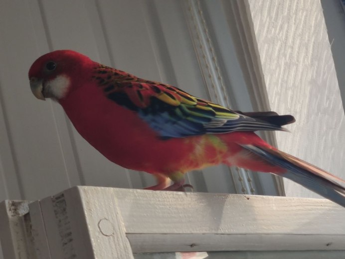 Волнистый попугайчик красный