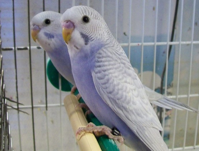 Сиреневый волнистый попугайчик