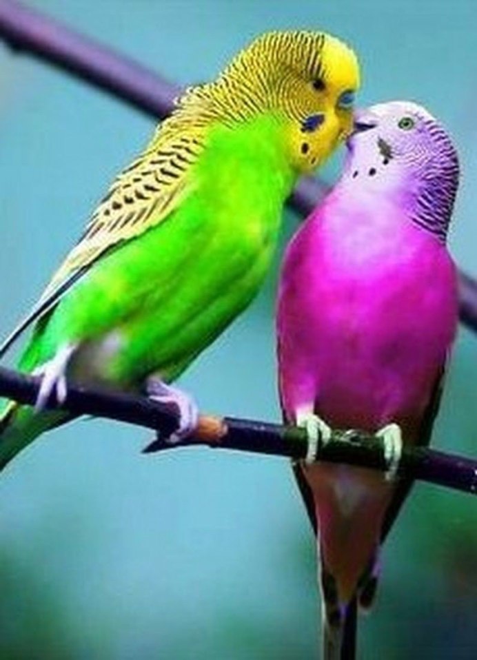Волнистые попугайчики расцветки
