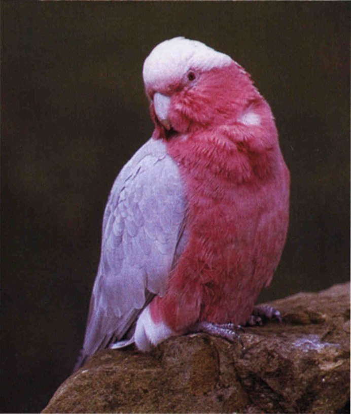 Антрацитовый волнистый попугай