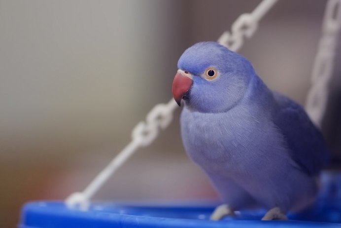 Волнистый попугайчик красный