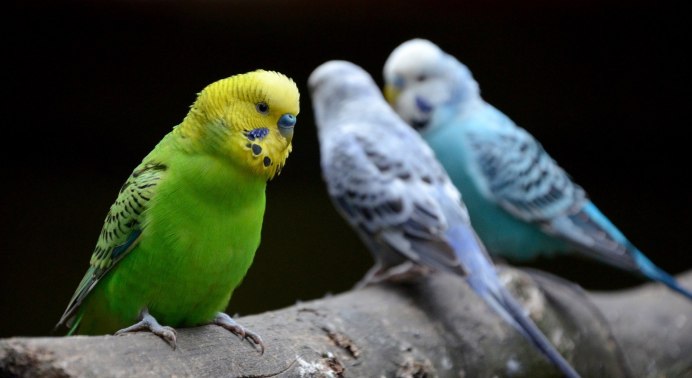 Попугаи неразлучники Какаду