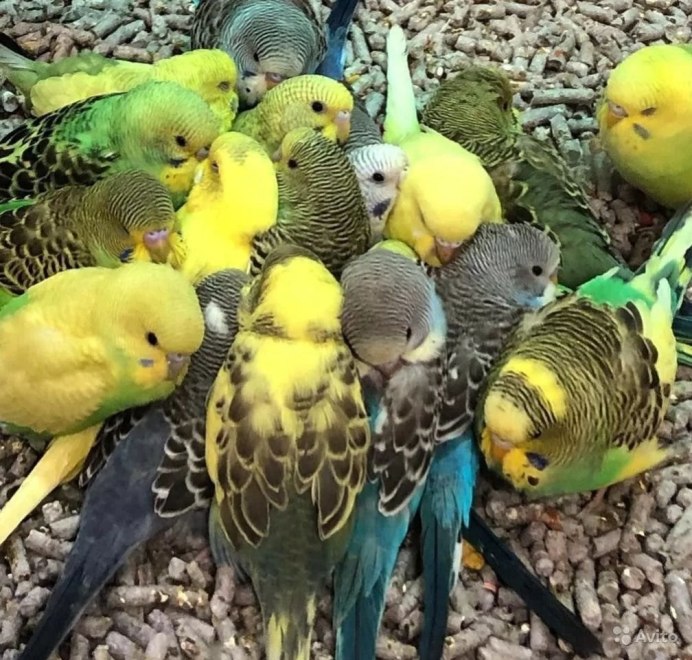 Волнистый попугайчик красный