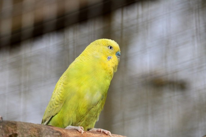 Розовобрюхий травяной попугайчик