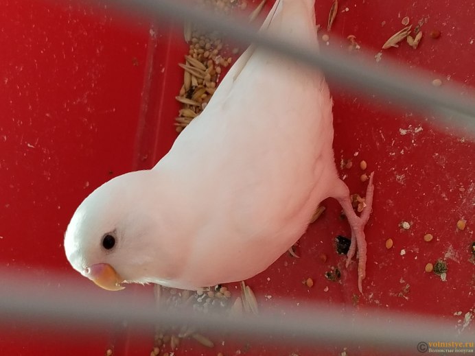 Волнистый попугайчик красный