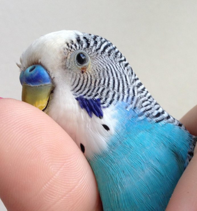 Волнистый попугай Чех