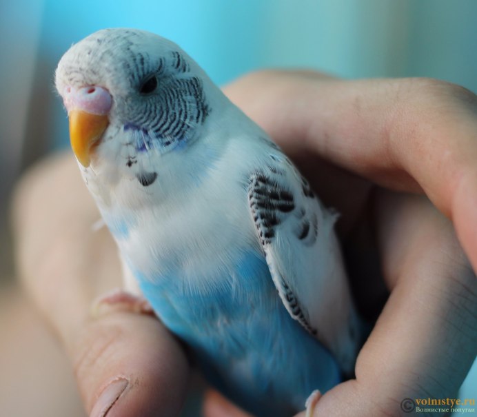 Волнистый попугай Budgie