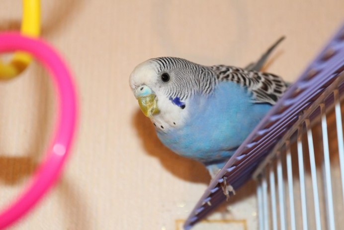 Попугай волнистый головастик