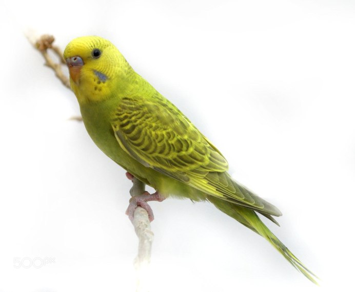 Попугай волнистый голубой