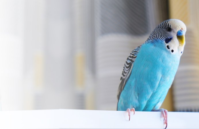 Чириканье волнистых попугаев