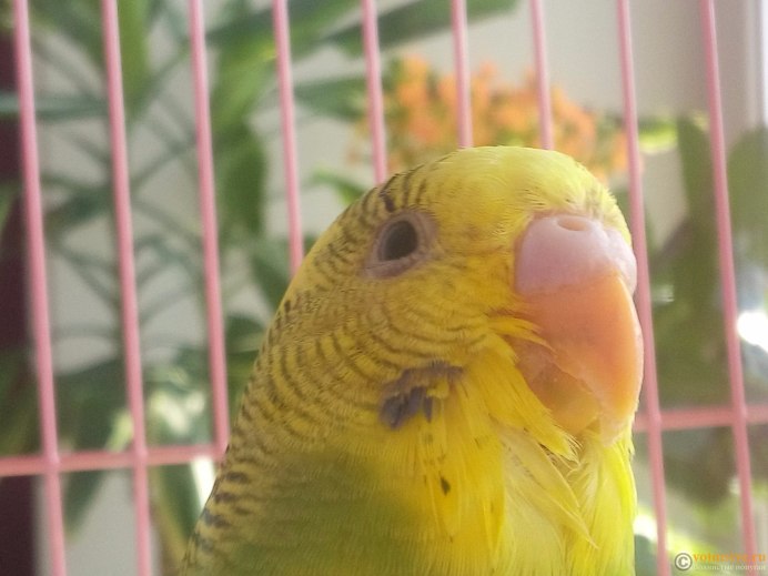 Волнистый попугайчик красный