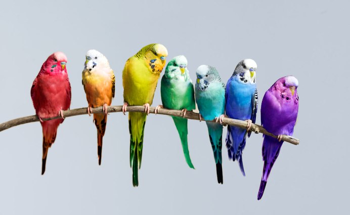 Попугай волнн стый красный