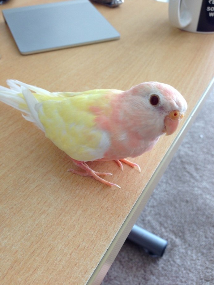 Волнистый попугай