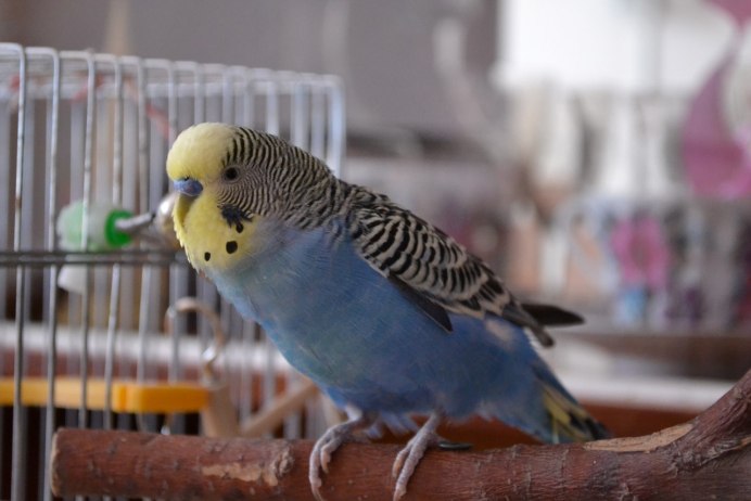 Golden Conure попугай