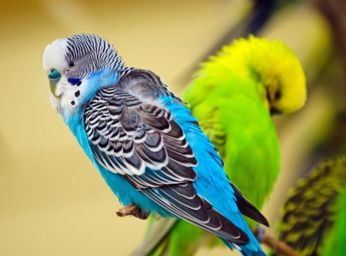 Волнистый попугайчик фиолетовый