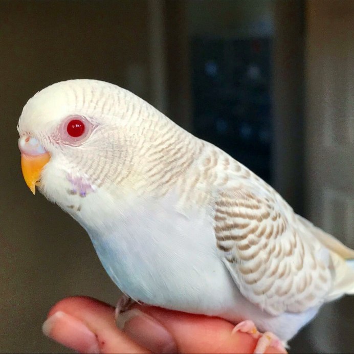 Волнистые попугайчики расцветки