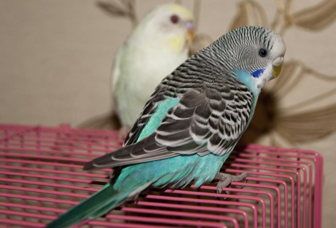 Волнистые попугаи Жалпанова