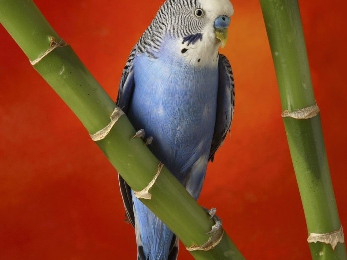 Волнистый попугай розовый