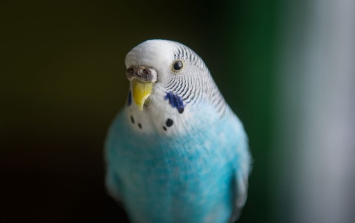 Половинчатые волнистые попугаи