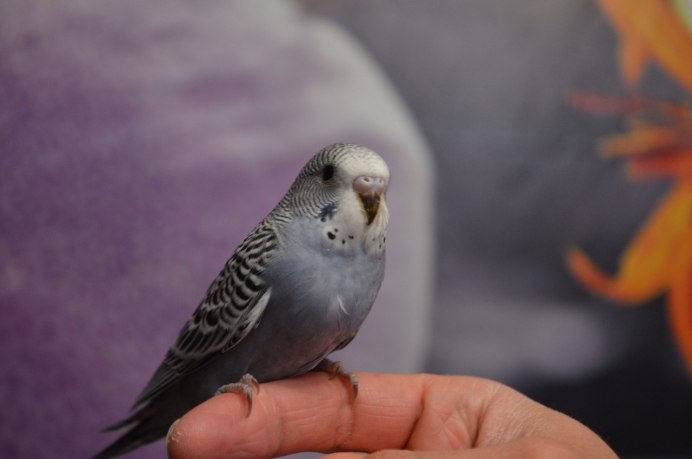 Волнистый попугай Арлекин