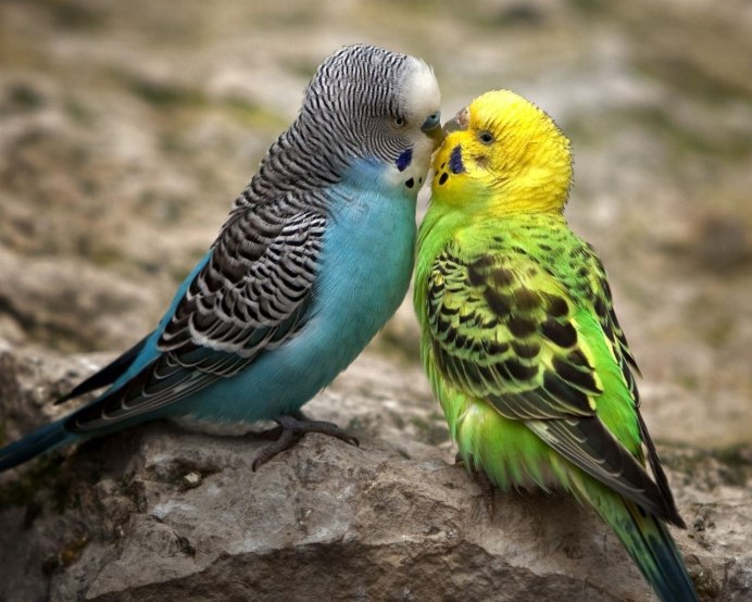 Волнистый попугайчик бирюзовый
