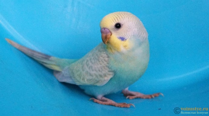Попугай зеленый волнистик