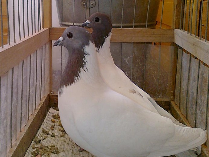 Голуби Калужские чеграши